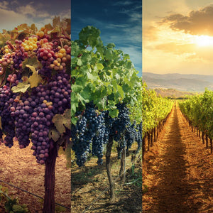 The World’s Most Cultivated Grapes – These three grapes are dominate the Wine World