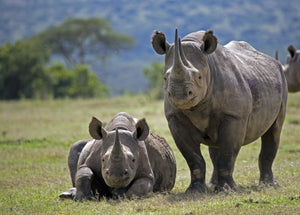Rhinos: A Journey from the Brink of Extinction to Hopeful Recovery