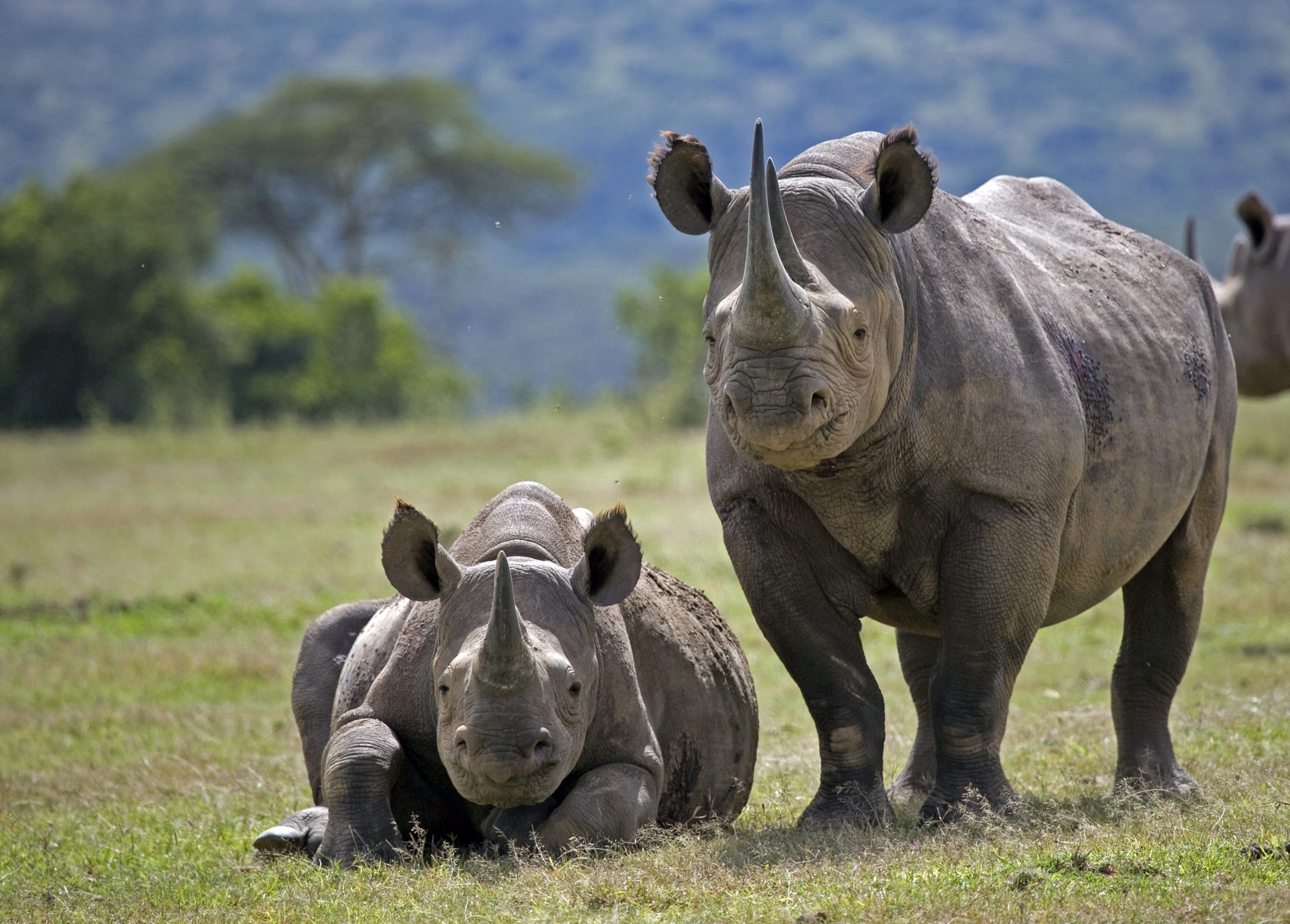 Rhinos: A Journey from the Brink of Extinction to Hopeful Recovery