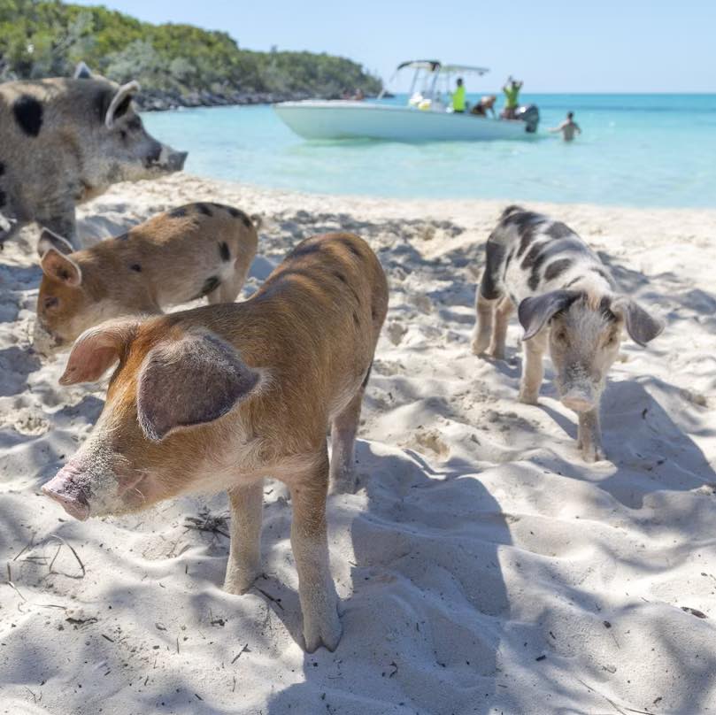 Kuinka matkustaa Bahamalle: Parhaat vaihtoehdot eri budjeteille