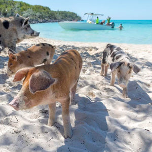 How to Get to the Bahamas: The Best Travel Options for Every Budget