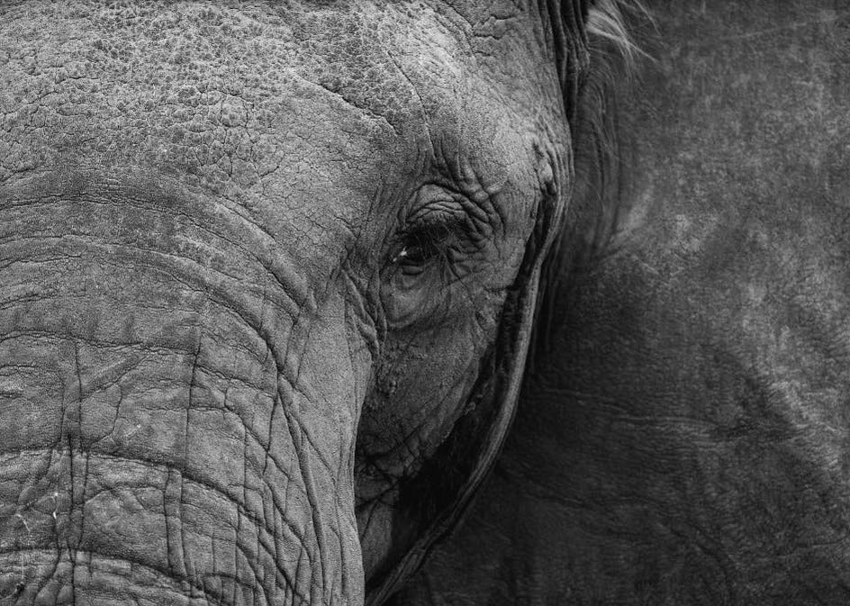 Wildlife Posters – A Exclusive Collection of Animals in Their Natural Habitat