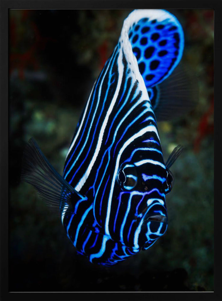 Emperor angelfish Poster