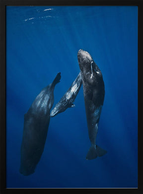 Sperm whale family Poster