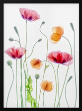 Poppies Poster