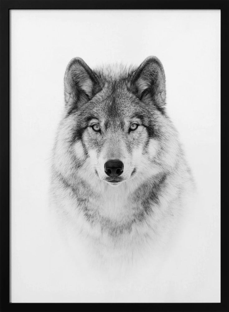 Portrait of a Timber Wolf Poster