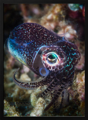 Baby cuttlefish Poster