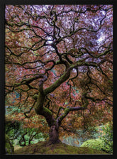 Japanese Maple Tree Poster