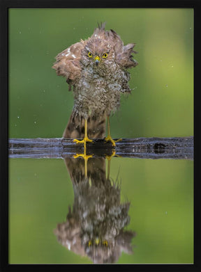 Bathing Poster