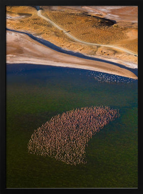 Flamingos on the Lake Poster