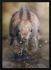 The jump of the squirrel Poster