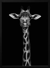 Giraffe Portrait Poster