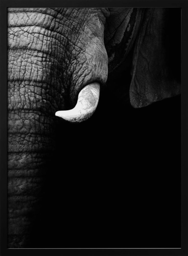 Elephant Portrait Poster