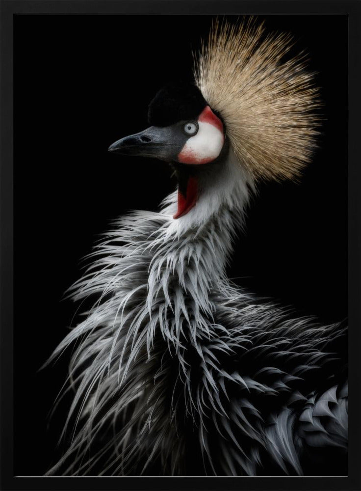 Crowned crane's portrait Poster