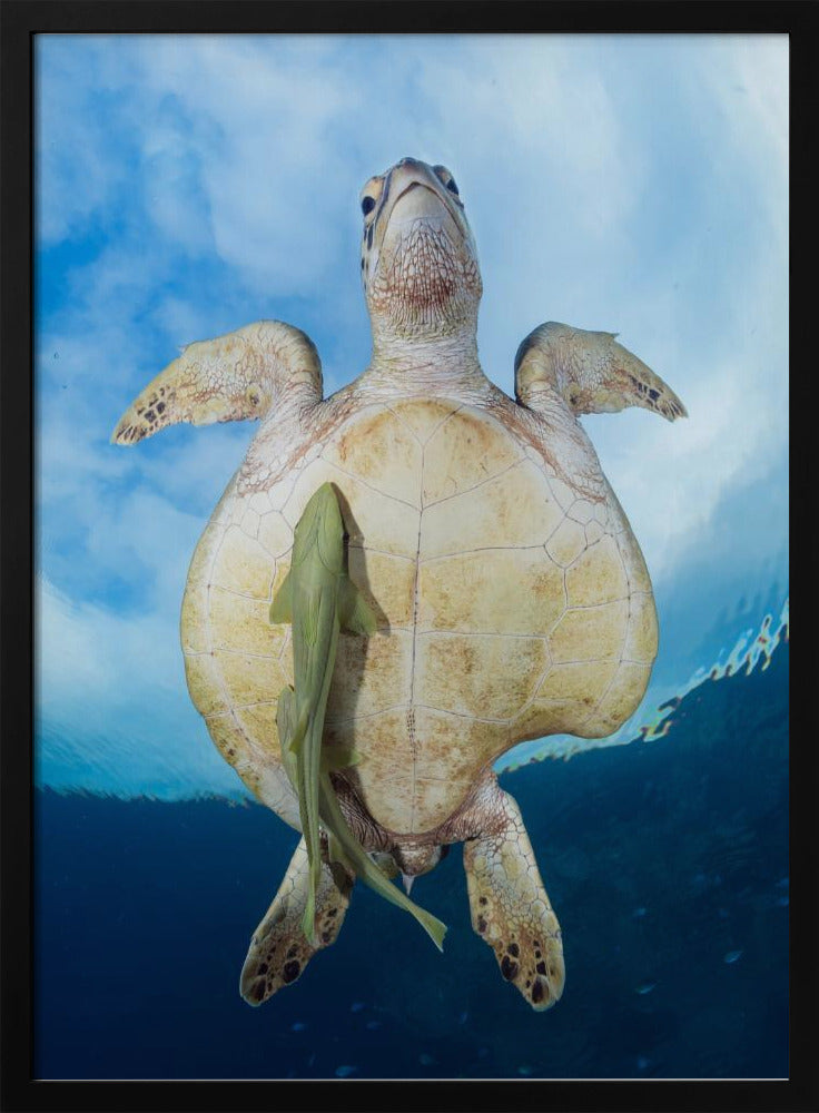 Green Sea turtle survivor Poster