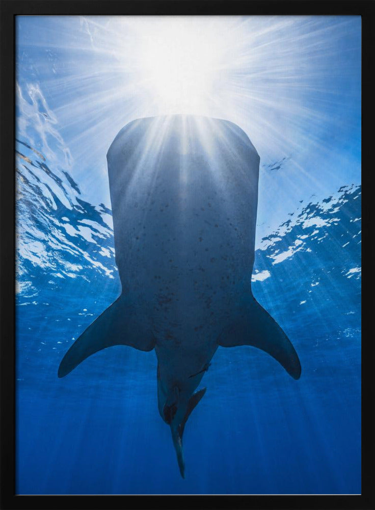 Whale shark and sun Poster