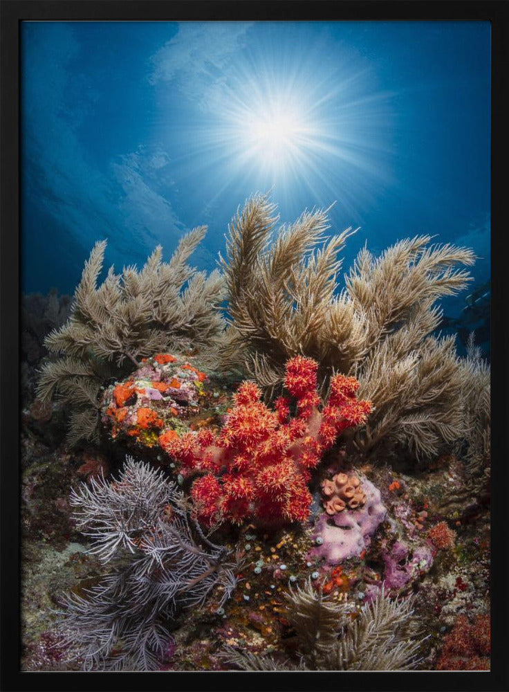 Underwater life Poster