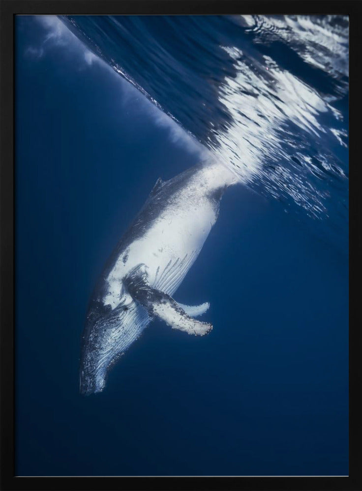 Reversing: Humpback Whale Poster