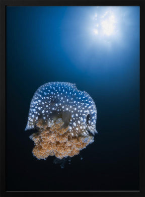 Jellyfish from Tachai pinnacle Poster