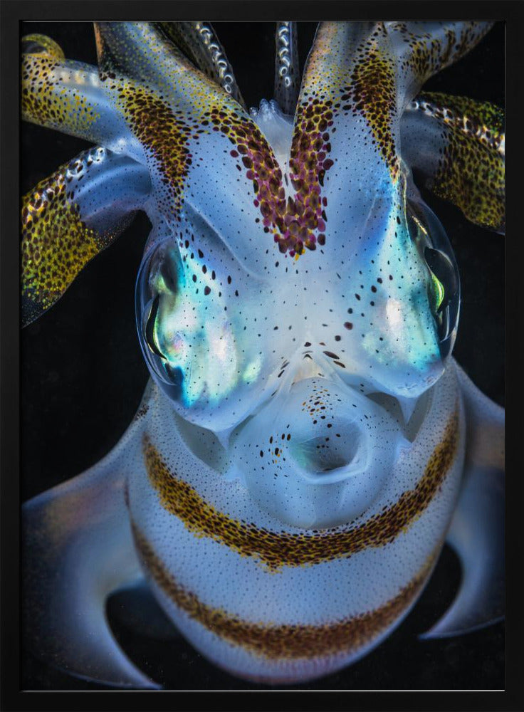 Squid close up Poster