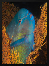 Ember parrotfish Poster