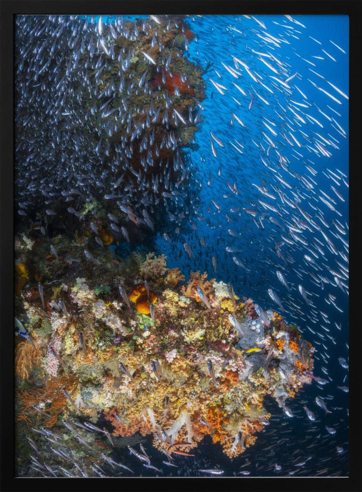 Coral reef under the sun of Raja Ampat. Poster