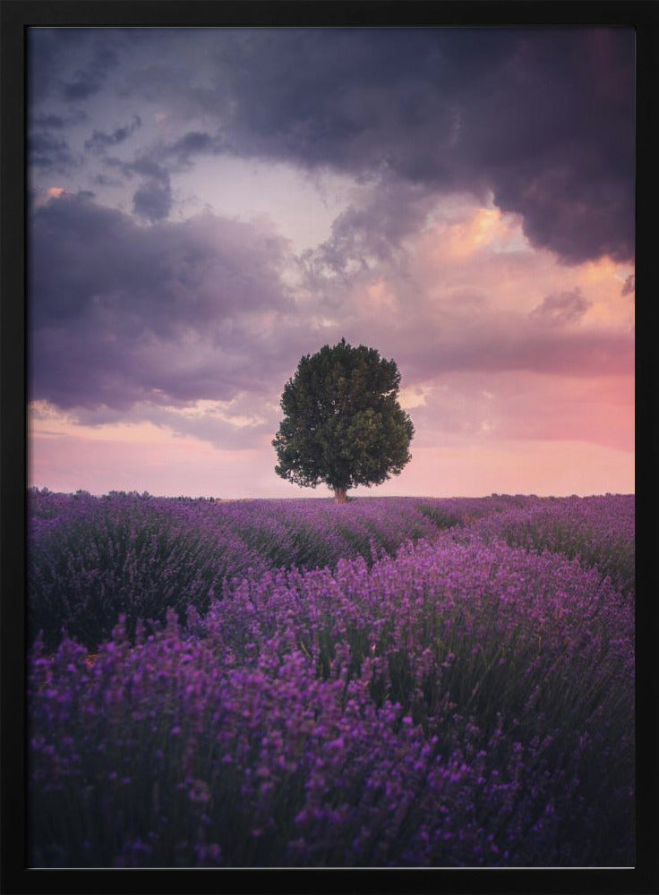 Lavender Fields, Isparta Poster