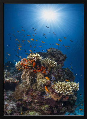 Reef and sunshine Poster