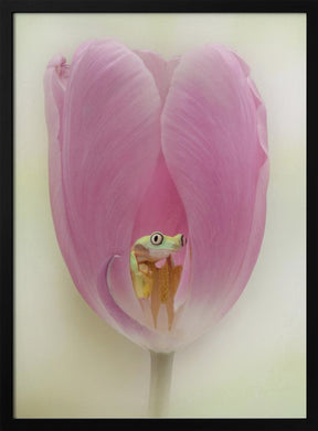 The Lemur Tree Frog and the Pink Tulip Poster