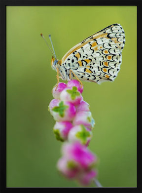 Butterfly at the tip Poster