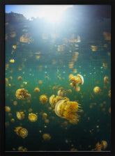 Lenmakana Jellyfish Poster