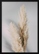 Pampas Grass Grey Poster