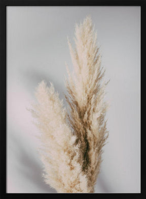 Pampas Grass Grey Poster