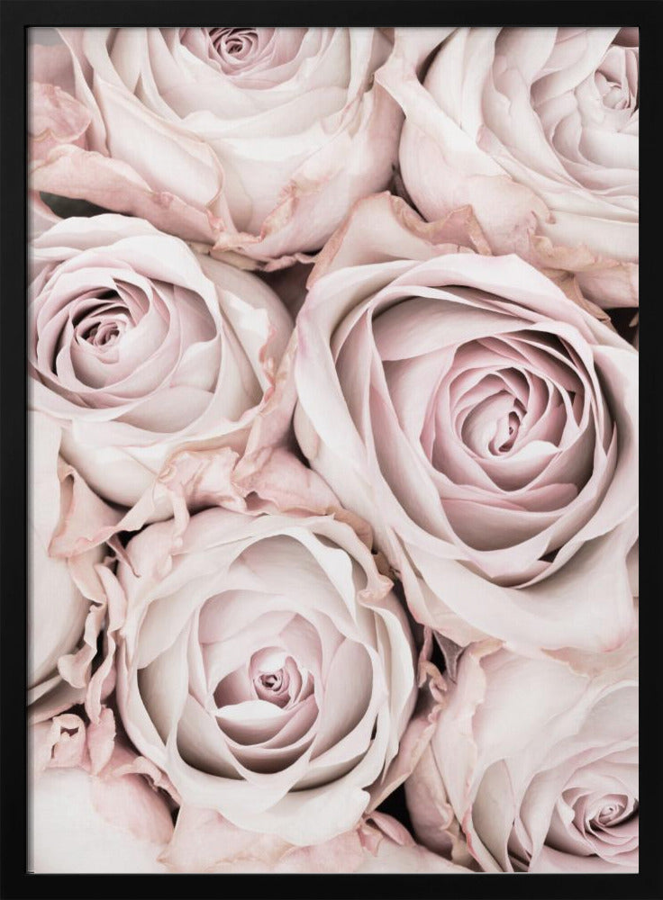 Pink Roses No 01 Poster