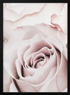 Pink Rose No 05 Poster