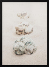 Shells Poster