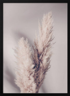 Pampas Grass Poster