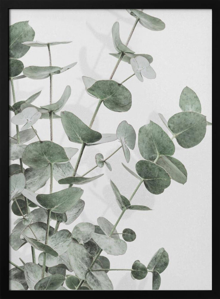 Eucalyptus_003 Poster