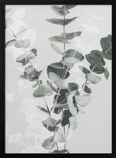 Eucalyptus_002 Poster