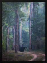 Sloth bear Poster