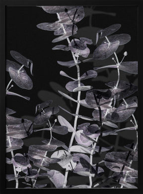 Eucalyptus_Negative_002 Poster