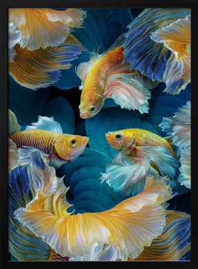 ColorFish Poster