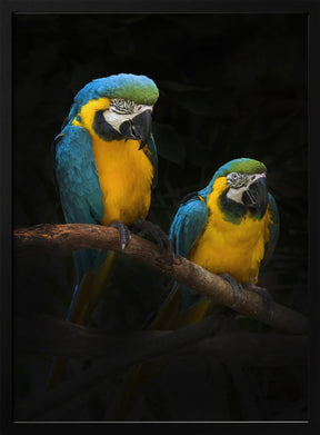 Macaw Parrots Poster