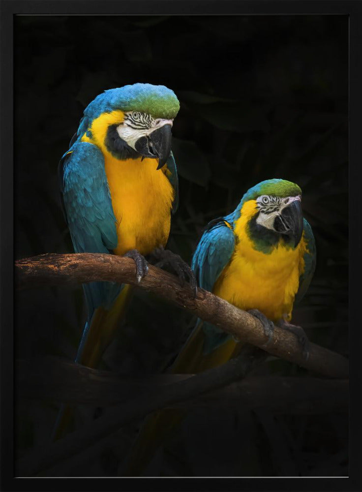 Macaw Parrots Poster