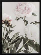 Peony 04 Poster