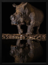 REFLEXION RHINO Poster