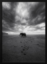 Amboseli Poster