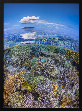 The North Reef Coral Garden Poster