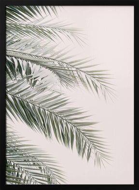 Blush Palm Leaves Poster