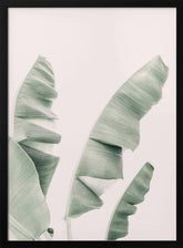 Blush Banana Leaves Poster